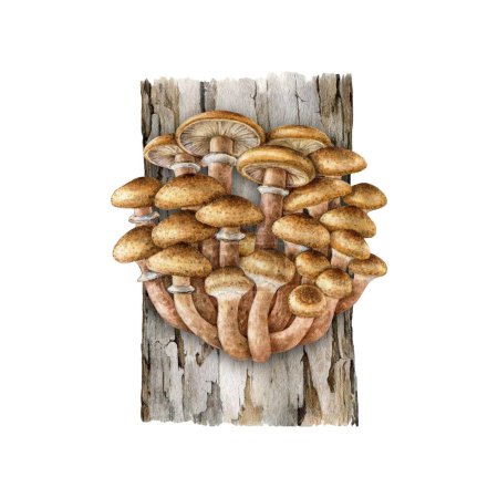 Honey fungus group on a tree trunk painted illustration. Hand drawn watercolor Armillaria fungi growing in tree stump. Bootlace fungus bunch edible forest mushroom illustration on white background.