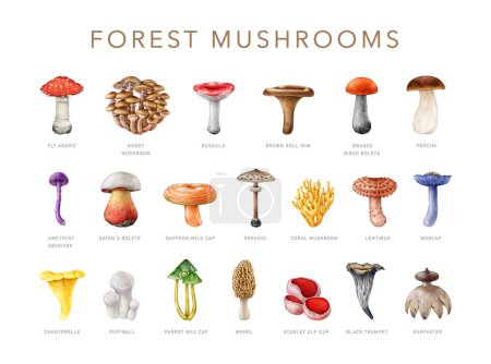 Forest mushroom painted collection. Watercolor illustration. Hand drawn different forest mushroom set. Bright various fungi with names element. White background.