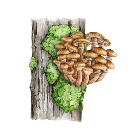 Honey fungus growing on a tree trunk. Hand drawn watercolor Armillaria fungi on tree stump with moss. Bootlace fungus bunch edible forest mushroom illustration on white background.