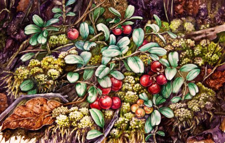 Lingonberry growing in the green moss in the forest. Watercolor painted illustration. Forest nature scene. Cowberry plant in the woodland illustration. Lingonberry wild plant with red ripe berries.