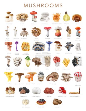 Big collection of vintage style painted mushrooms with names. Watercolor illustration. Different mushroom great collection. Table with painted edible, medicinal, poisonous fungi set. White background.