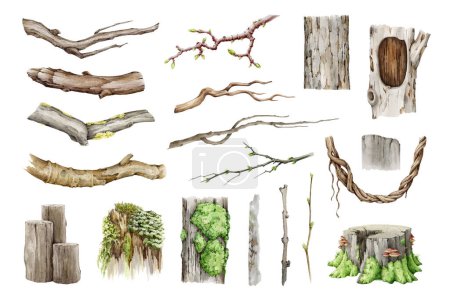 Natural wood elements painted set. Watercolor illustration. Hand drawn branch, twig, hollow timber, vine, stump natural element collection. Tree parts on white background.