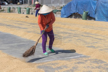 Photo for Nha Trang, Vietnam - April 8, 2019:  An adult woman sweeps dry rice with a broom. - Royalty Free Image