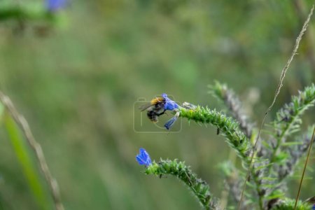 Foto de Bumblebee sitting on the flowers - Imagen libre de derechos