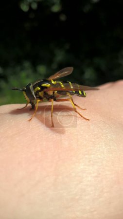 Photo for Hoverfly sitting on the human woman's hand - Royalty Free Image