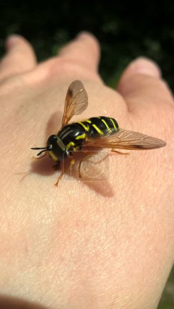 Photo for Hoverfly sitting on the human woman's hand - Royalty Free Image