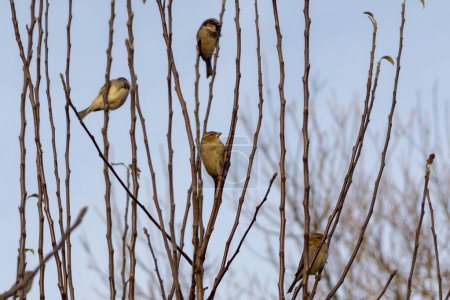 Foto de Pájaros sentados en las ramas de los árboles. Países Bajos - Imagen libre de derechos