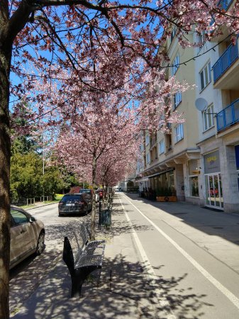 Wiosenne drzewo kwitnie. Różowe kwiaty na kwitnącym drzewie. Słowacja