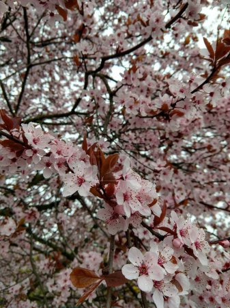 Wiosenne drzewo kwitnie. Różowe kwiaty na kwitnącym drzewie. Słowacja