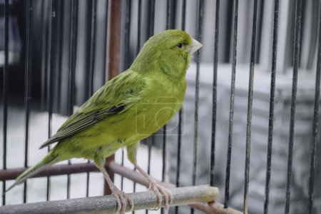 Foto de Yellow domestic canary bird (Serinus canaria forma domestica) sitting on a twig in a cage - Imagen libre de derechos
