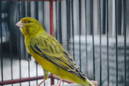 Foto de Pájaro canario doméstico amarillo (Serinus canaria forma domestica) sentado en una ramita en una jaula - Imagen libre de derechos