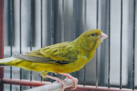 Foto de Pájaro canario doméstico amarillo (Serinus canaria forma domestica) sentado en una ramita en una jaula - Imagen libre de derechos