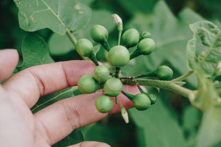Solanum torvum o berenjena pokak comúnmente llamada. la berenjena más pequeña