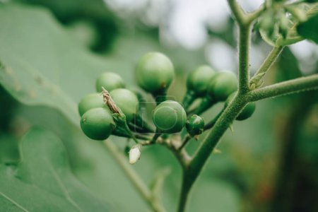 Solanum torvum o berenjena pokak comúnmente llamada. la berenjena más pequeña