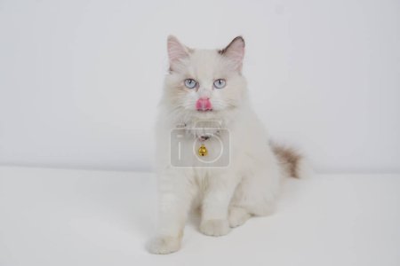 Photo for Studio portrait of a ragdoll cat licking her nose, sitting against a white background - Royalty Free Image