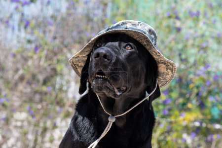 Dog labrador with army camouflage hat, funny dog.