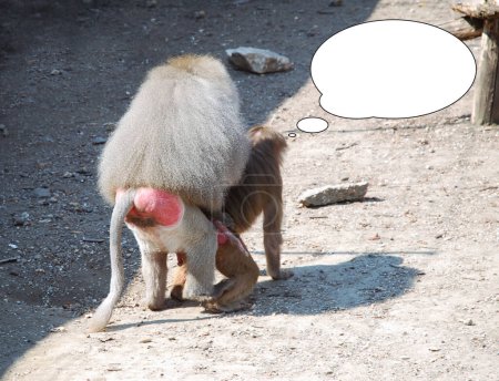 Foto de Monos babuino durante la cópula con idea de burbuja. - Imagen libre de derechos