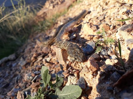 Weicher Fokus Detail Schlange Hämorrhois hippocrepis auf Steinen in der Natur Spanien.