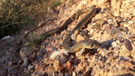 Weicher Fokus Detail Schlange Hämorrhois hippocrepis auf Steinen in der Natur Spanien.