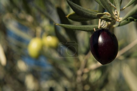 Foto de Enfoque suave macro detalle olivo negro sobre olivo. - Imagen libre de derechos