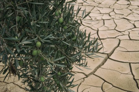 Global warming drying. Olive trees on dry mud cracks land.