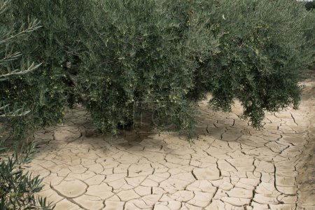 Die globale Erwärmung trocknet aus. Olivenbäume auf trockenen Schlammrissen.