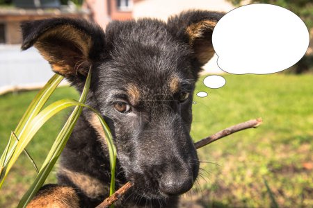 Foto de Imagen divertida con cara de idea de burbuja de cachorro pequeño de pastor alemán muerde una rama. - Imagen libre de derechos