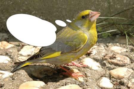 Foto de Imagen divertida con idea de burbuja pequeño pájaro amarillo. - Imagen libre de derechos