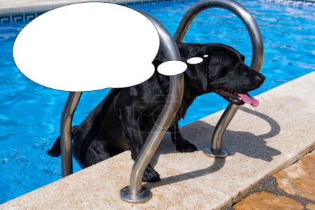 Funny picture with bubble idea blackdog climbs from the pool.