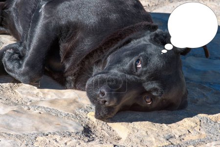 Foto de Imagen divertida con idea de burbuja perro Labrador retriever durmiendo en el suelo. - Imagen libre de derechos