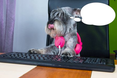 Foto de Imagen divertida con idea de burbuja perro pequeño sentado en la computadora y mirando en la pantalla. - Imagen libre de derechos