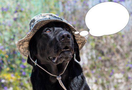 Funny picture with bubble idea dog labrador with army camouflage hat.