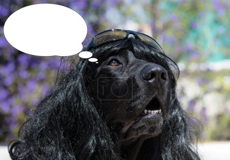 Foto de Imagen divertida con idea de burbuja perro labrador con gafas de sol. - Imagen libre de derechos