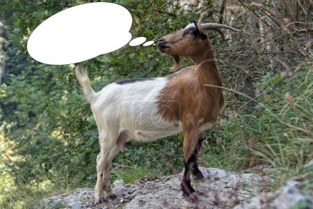 Téléchargez les photos : Image drôle de mise au point douce chèvre, chamois avec idée de bulle. - en image libre de droit