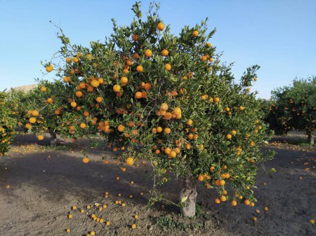 Foto de Huerto de naranjas con naranjas maduras, en día soleado. - Imagen libre de derechos