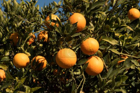 Foto de Enfoque suave primer plano de naranjas maduras en el árbol, en el día soleado. - Imagen libre de derechos