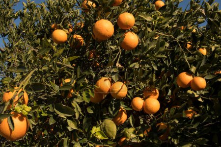 Foto de Enfoque suave primer plano de naranjas maduras en el árbol, en el día soleado. - Imagen libre de derechos