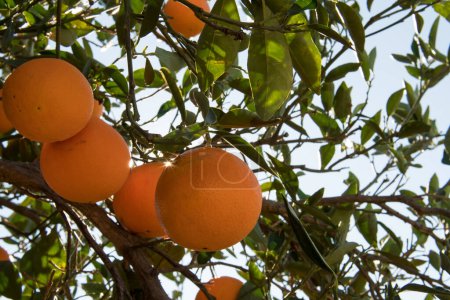 Foto de Enfoque suave primer plano de naranjas maduras en árbol con sol. - Imagen libre de derechos