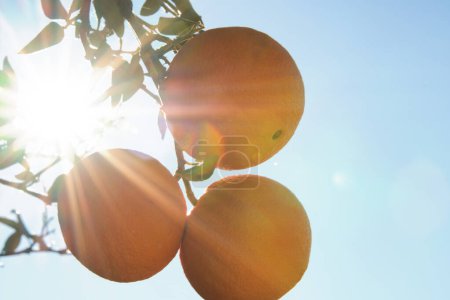 Foto de Enfoque suave primer plano de naranjas maduras en árbol con sol. - Imagen libre de derechos