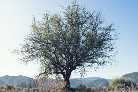 Foto de Árbol verde en la naturaleza con cielo azul y sol en España. - Imagen libre de derechos