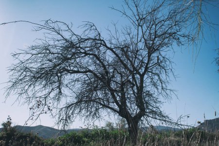 Foto de Árbol marchito en la naturaleza con cielo azul y sol en España. - Imagen libre de derechos