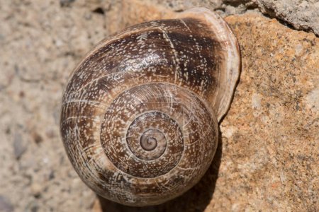 Burgundy snails (Helix pomatia) closeup on sandstone.