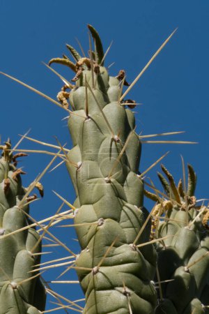 Foto de Detalle de enfoque suave de la textura del cactus en Almería, España. - Imagen libre de derechos