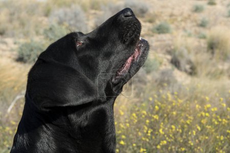 Foto de Detalle de cabeza de perro labrador mirando hacia arriba. - Imagen libre de derechos