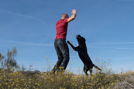 Foto de Labrador perro con hombre de mediana edad saltando juntos con alegría en la naturaleza. - Imagen libre de derechos