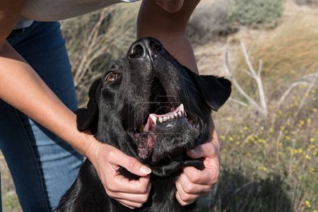 Foto de Detalle de la cabeza de un perro labrador con mujer de mediana edad.mientras ríe y acaricia. - Imagen libre de derechos