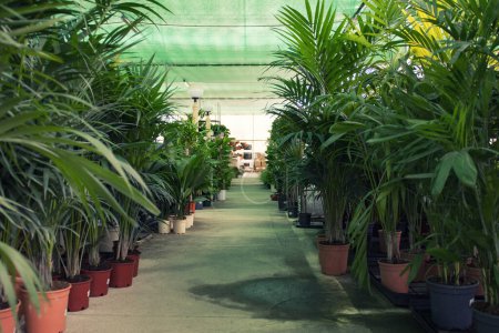 Foto de Flor de palma verde de enfoque suave en maceta, tienda de flores de jardín. - Imagen libre de derechos