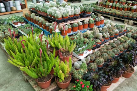 Foto de Flores de cactus coloridas de enfoque suave en maceta de plástico en tienda de granja de cactus. - Imagen libre de derechos