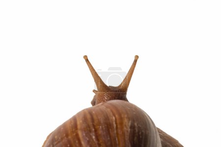 Soft focus of snail seen from behind on white background.