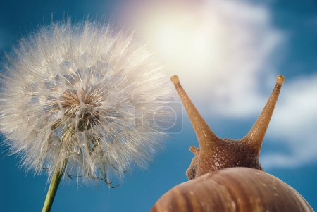 Soft focus snail viewed from behind looks at dandelion, blue sky with clouds and sun.